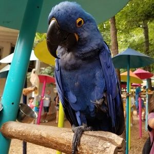 Meet your Posher, Tracy